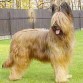 briard